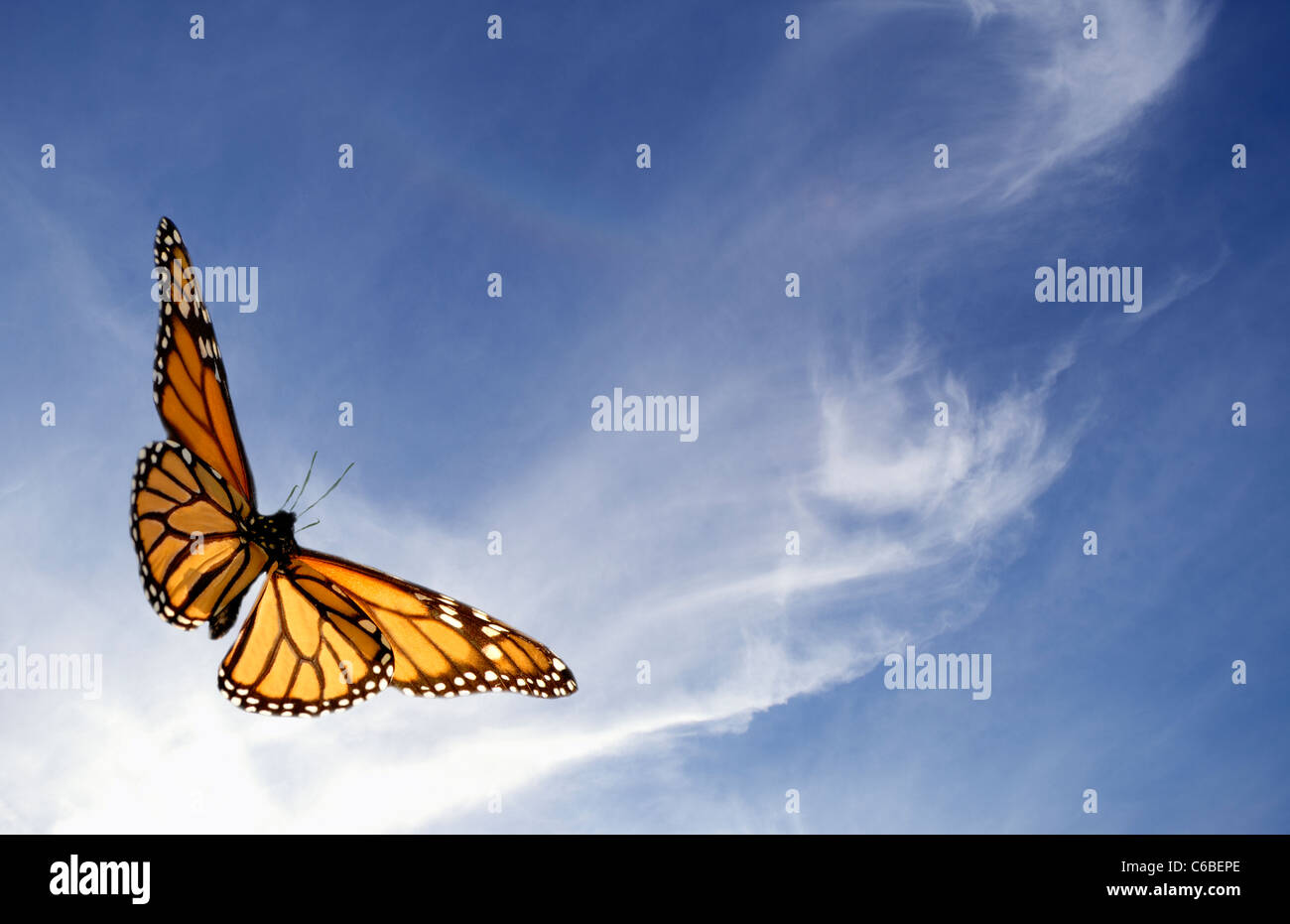 Monarch-Schmetterling im Himmel Stockfoto