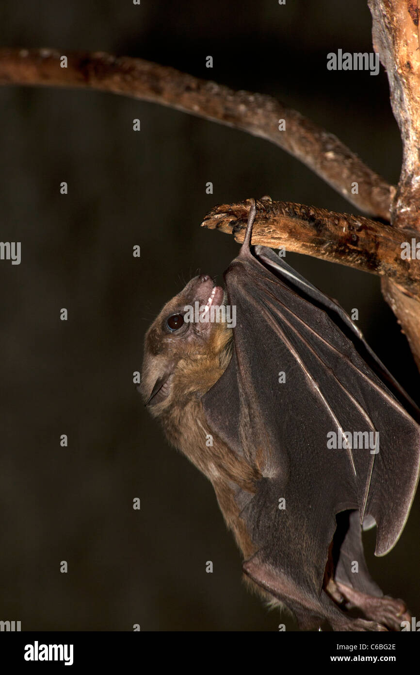 Ägyptischer Flughund (Rousettus Aegyptiacus) Stockfoto