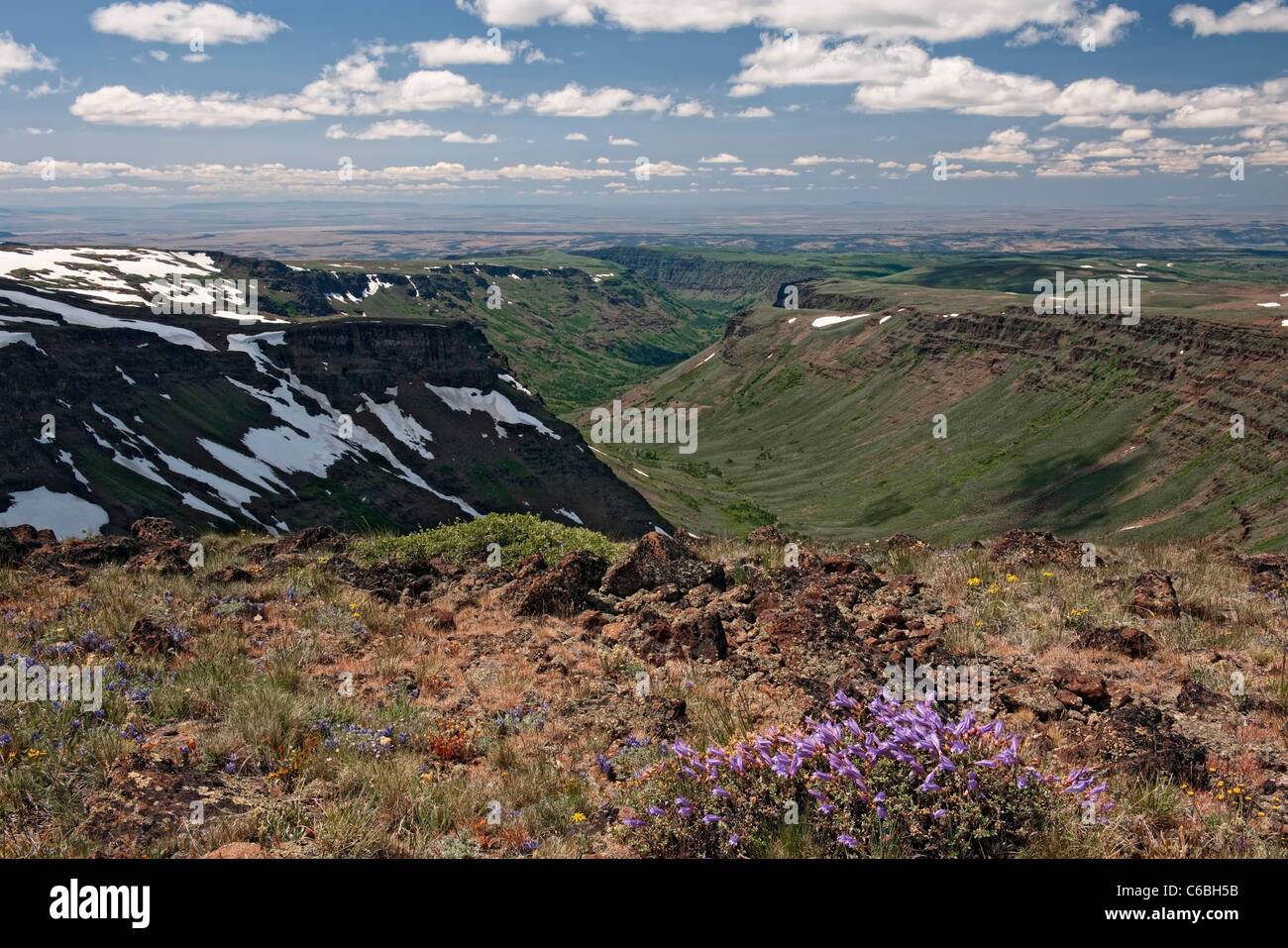 Penstemon blüht dieser spektakulären Blick auf kleinen Blitzen Schlucht auf SE Oregon Steens Mountain Wilderness Area. Stockfoto