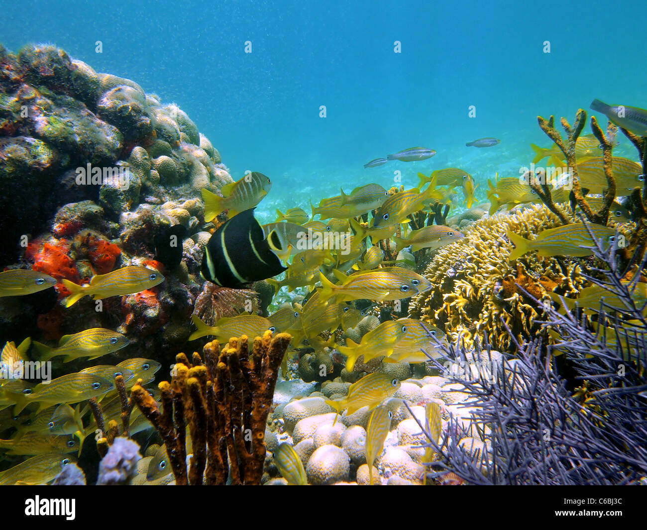 Bunte Unterwasserwelt Korallenriff mit einem Schwarm von tropischen Fischen und Schwämmen in der Karibik, Bocas del Toro, Panama, Mittelamerika Stockfoto