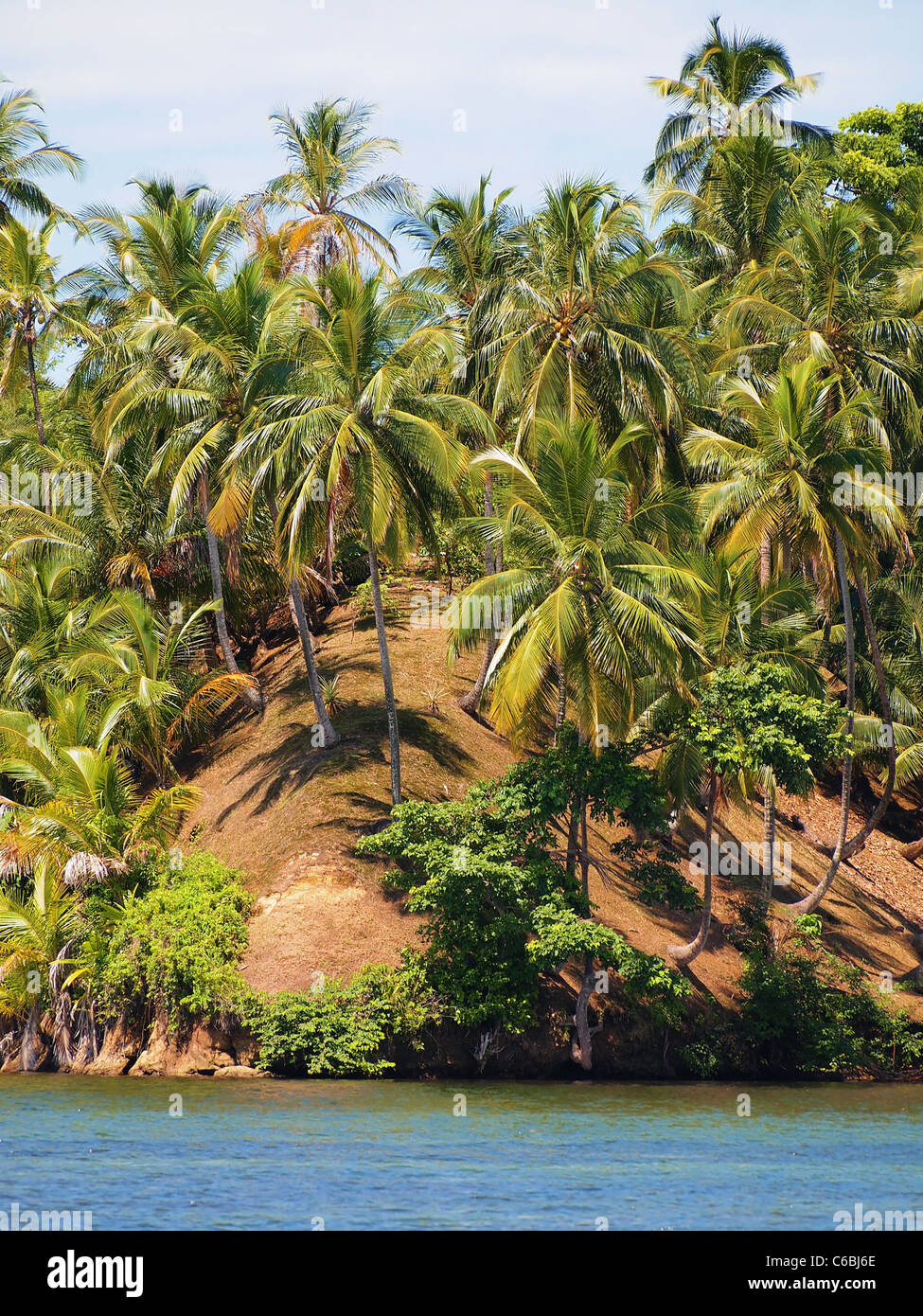 Küste mit Kokosnüssen Bäume in Bocas del Toro, Mittelamerika, Panama Stockfoto
