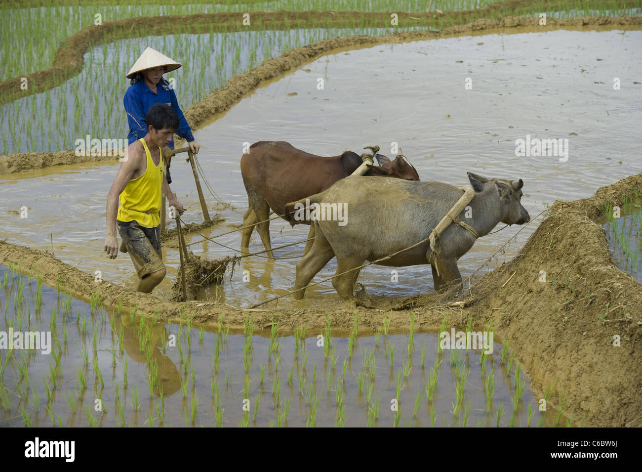 Traditionelle Pflügen Reisfelder mit Wasserbüffel. Sohn-Dorf Nord-West-Vietnam. Binh Hoa Provinz. Stockfoto