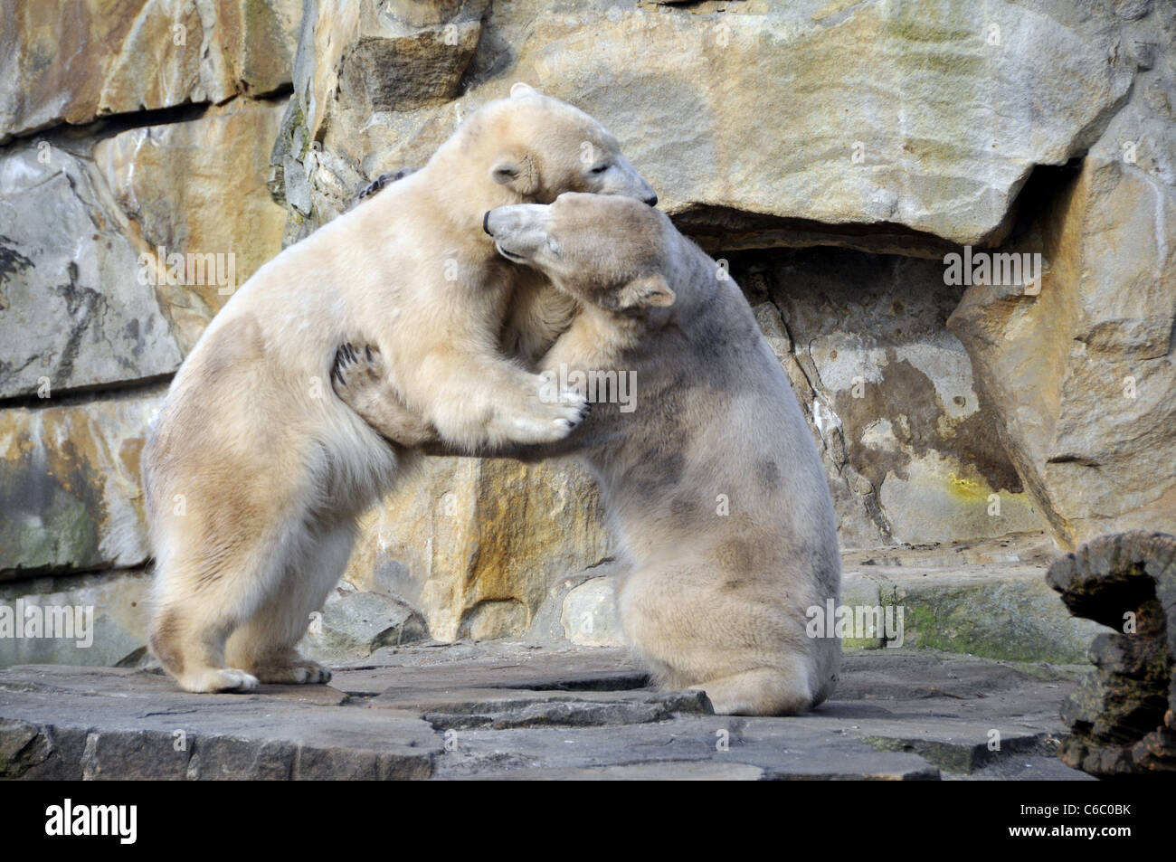 Eisbären Knut und Gianna zeigen ihre Zuneigung zueinander durch beißen und schieben einander im Berliner Zoo. Berlin, Deutschland Stockfoto