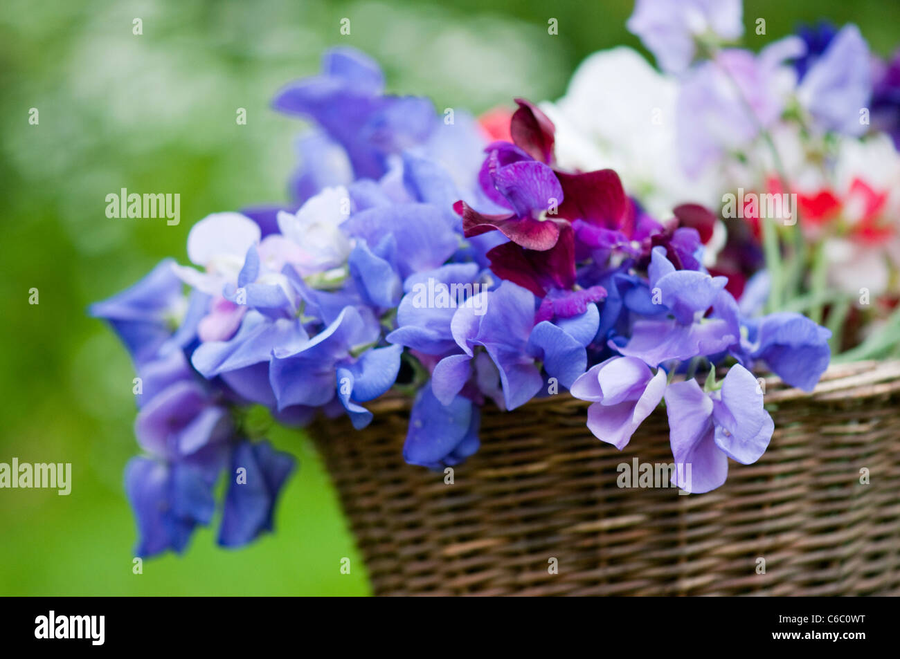 Zuckererbsen Stockfoto