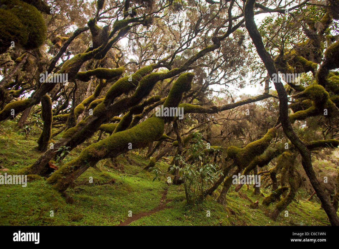 Moos bedeckt nebligen Wald Äthiopien Semien Berge Stockfoto