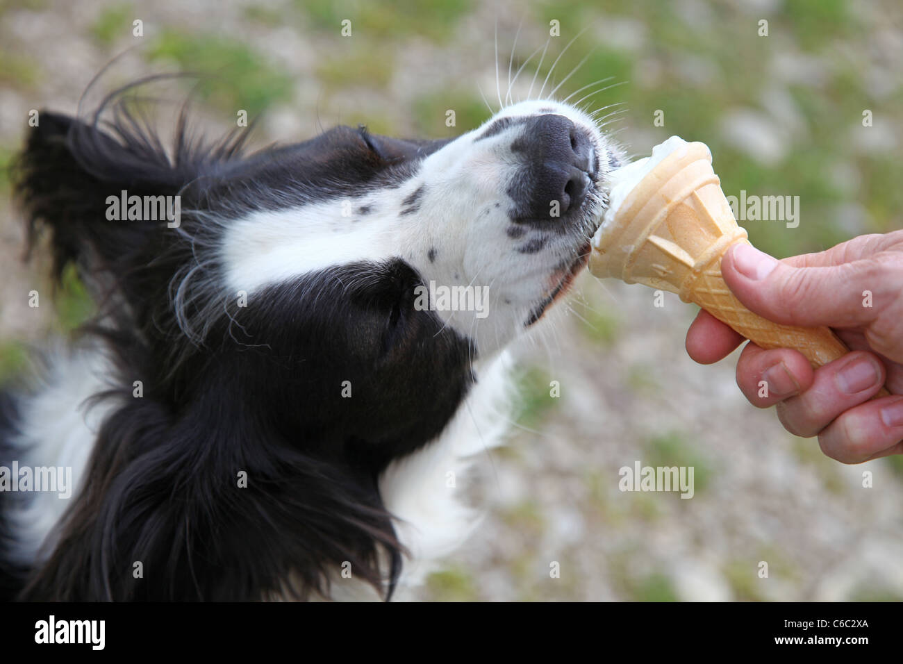 Ein Border-Collie Hund leckt eine Eiswaffel Stockfoto