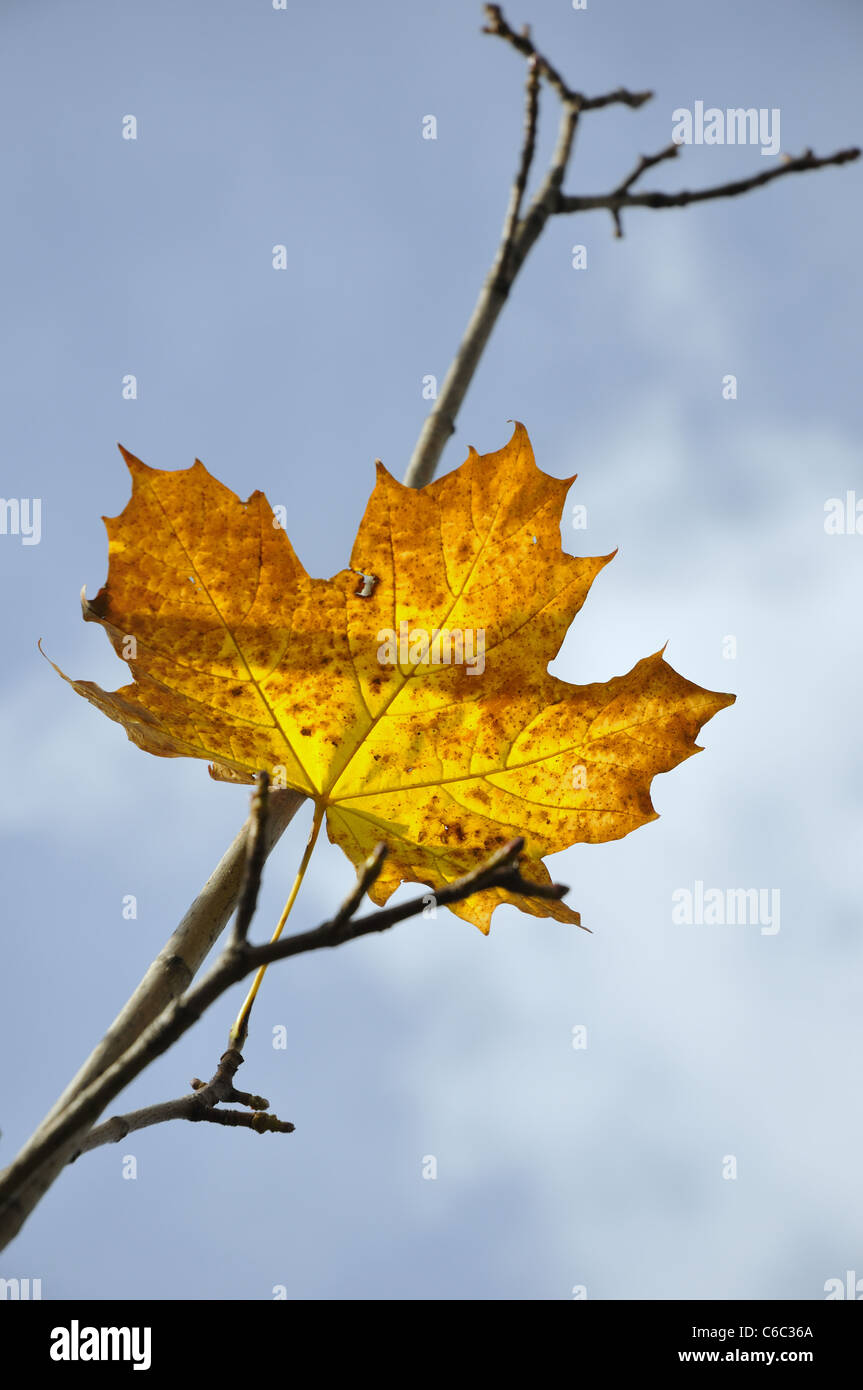 letzten Ahornblatt über blauen Himmel bis zum späten Herbst Stockfoto