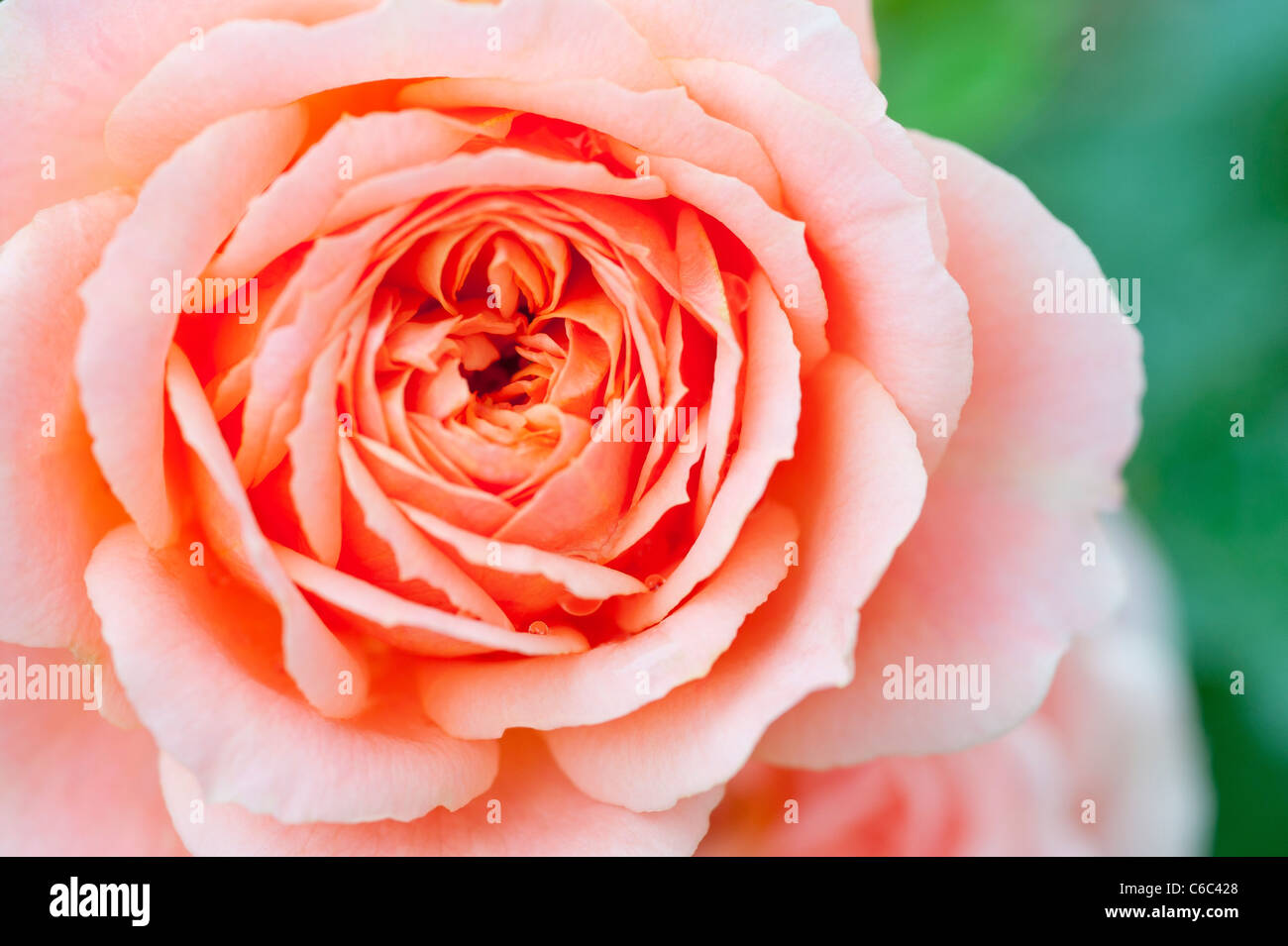Ein Makro Nahaufnahme einer rosa Patio-Rose "Fryminicot" erschossen in einem englischen Garten im Sommer Stockfoto