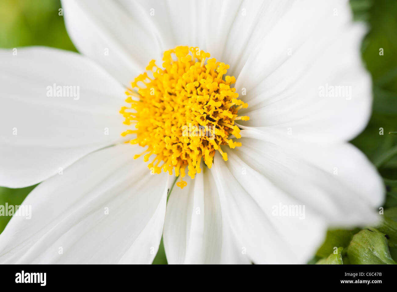 Ein Makro Nahaufnahme ein ziemlich englischen Garten Gänseblümchen "Kosmos - Sonate weiß" in voller Blüte in einem englischen Garten Stockfoto