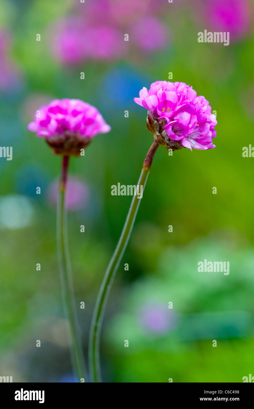 Ein Makro Nahaufnahme eine außergewöhnliche Alpine Pflanze in einem englischen Garten Stockfoto