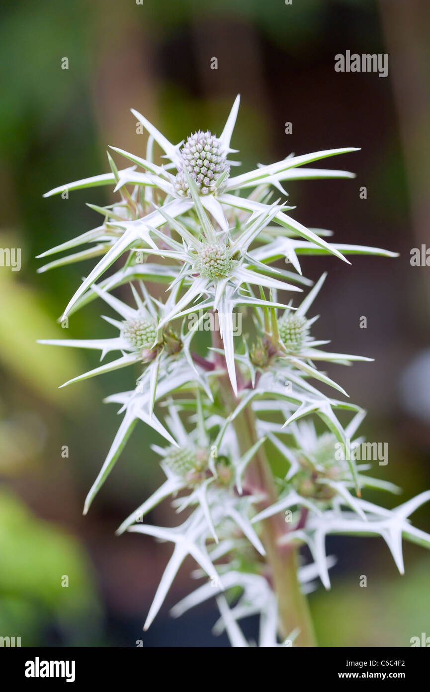 Ein Makro Nahaufnahme eine außergewöhnliche Pflanze "Eryngium - Varifolium" in einem englischen Garten Stockfoto Ein Makro Nahaufnahme eine außergewöhnliche Pflanze "Eryngium - Varifolium" in einem englischen Garten Stockfoto