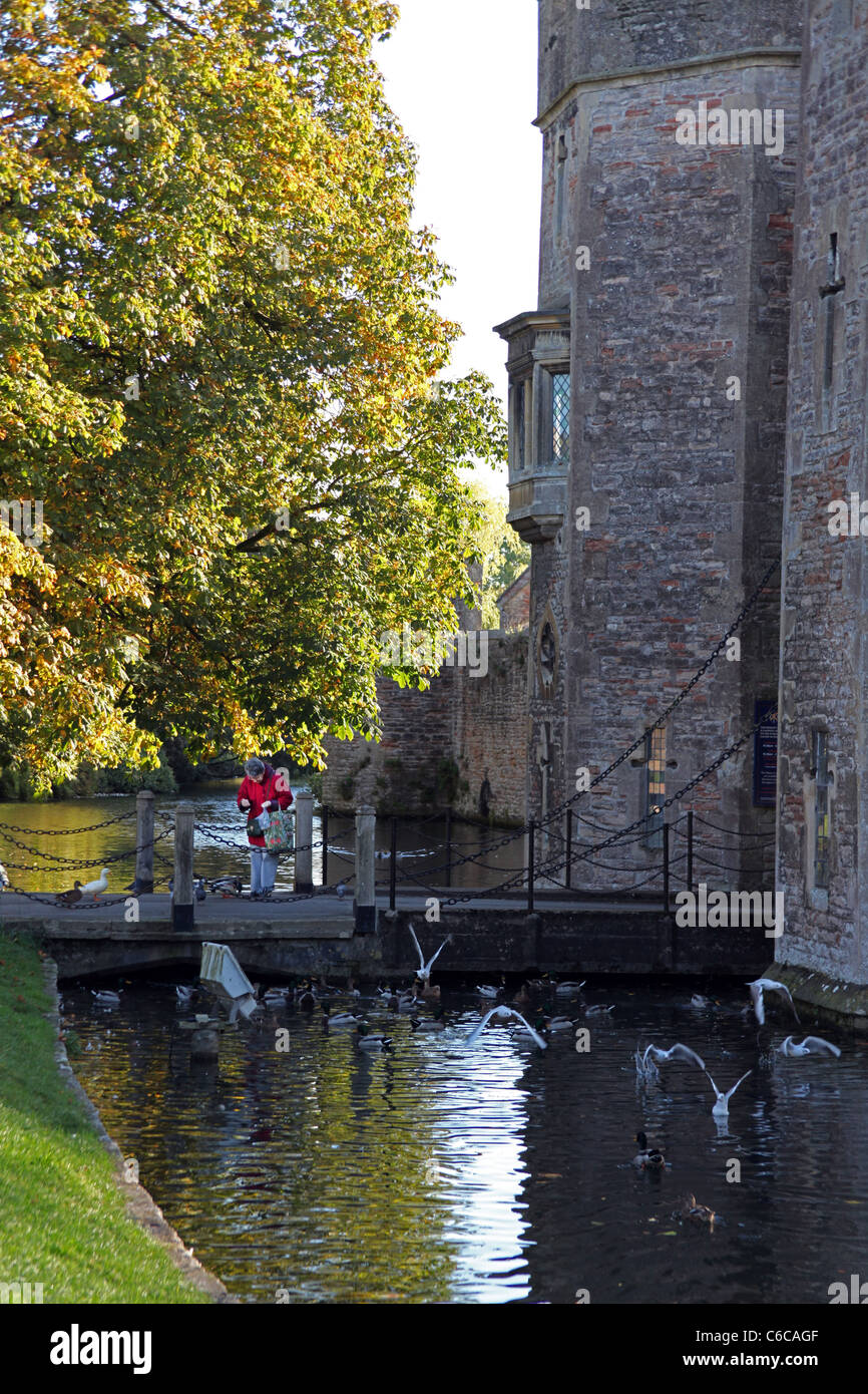 Fütterung der Vögel auf dem Bischofspalast Graben im Brunnen Somerset England UK Stockfoto