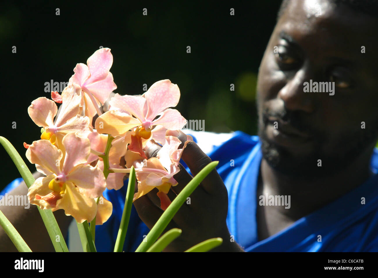Orchideenwelt Fotos und Bildmaterial in hoher Auflösung Alamy