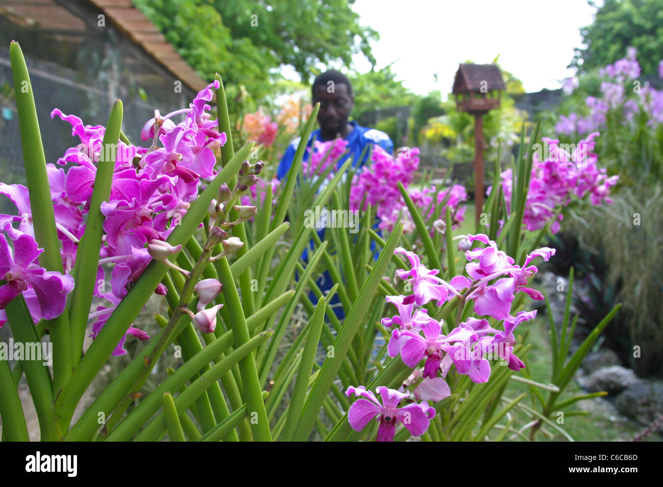 Gärtner neigt Orchideen Orchidee World in Barbados Stockfotografie Alamy