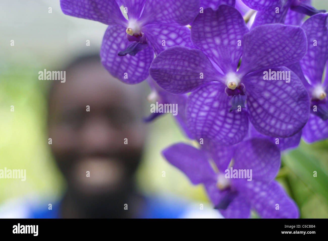 Gärtner neigt Orchideen Orchidee World in Barbados Stockfotografie Alamy