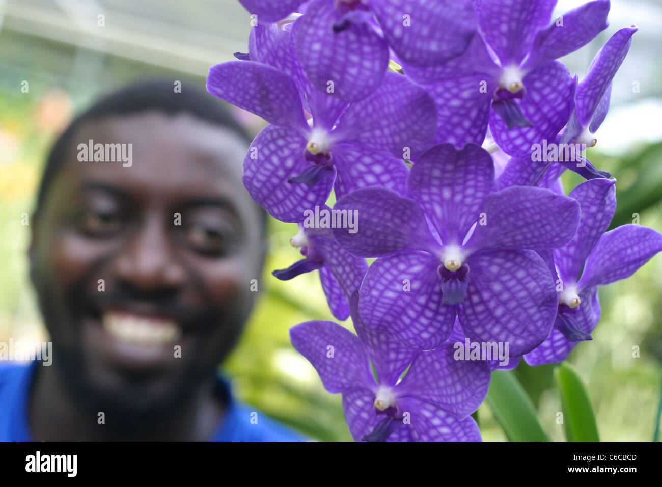 Gärtner neigt Orchideen Orchidee World in Barbados Stockfotografie Alamy