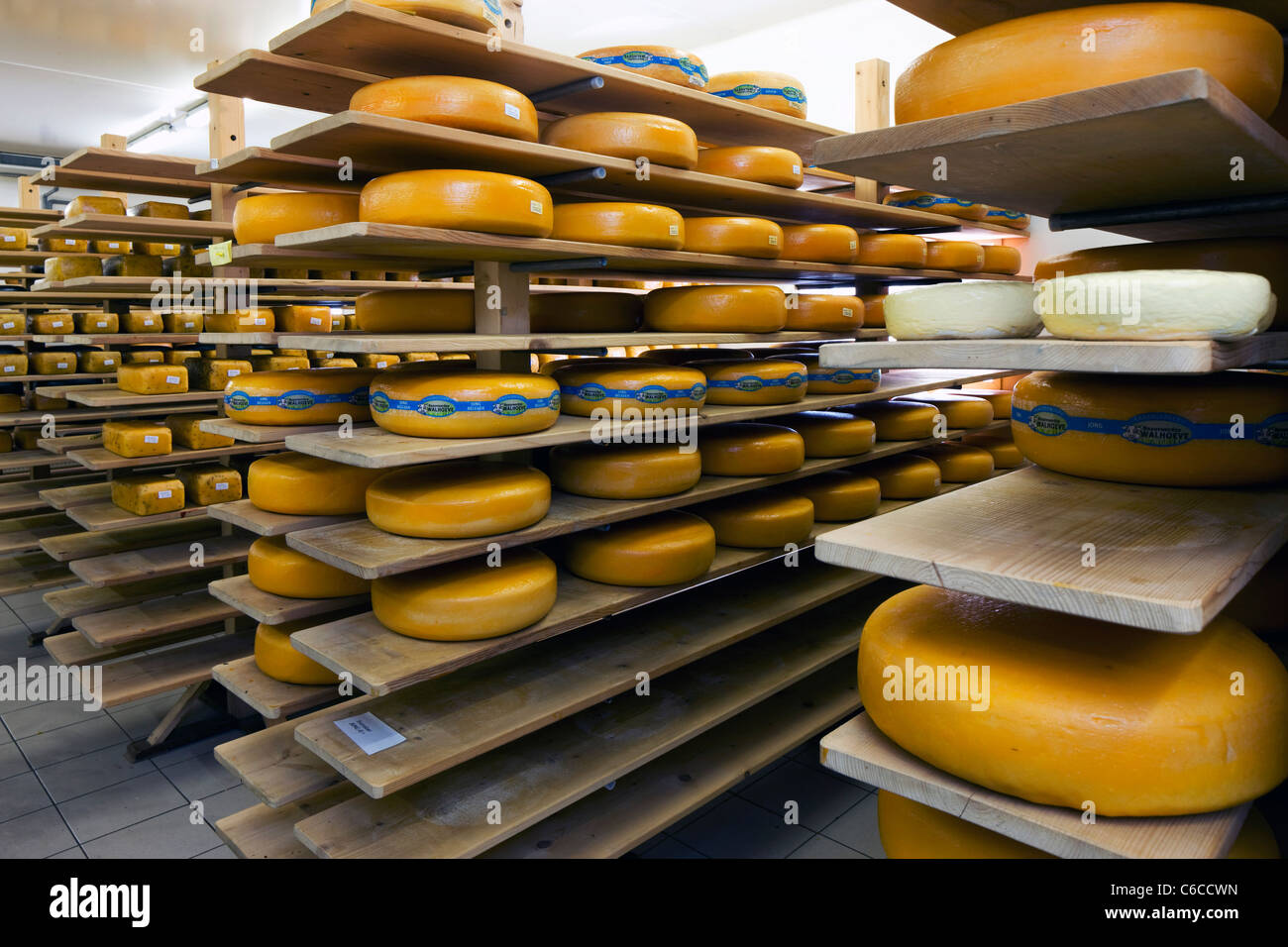 Käse in Milch Lagerraum des Beauvoordse Walhoeve, Veurne, Belgien Stockfoto