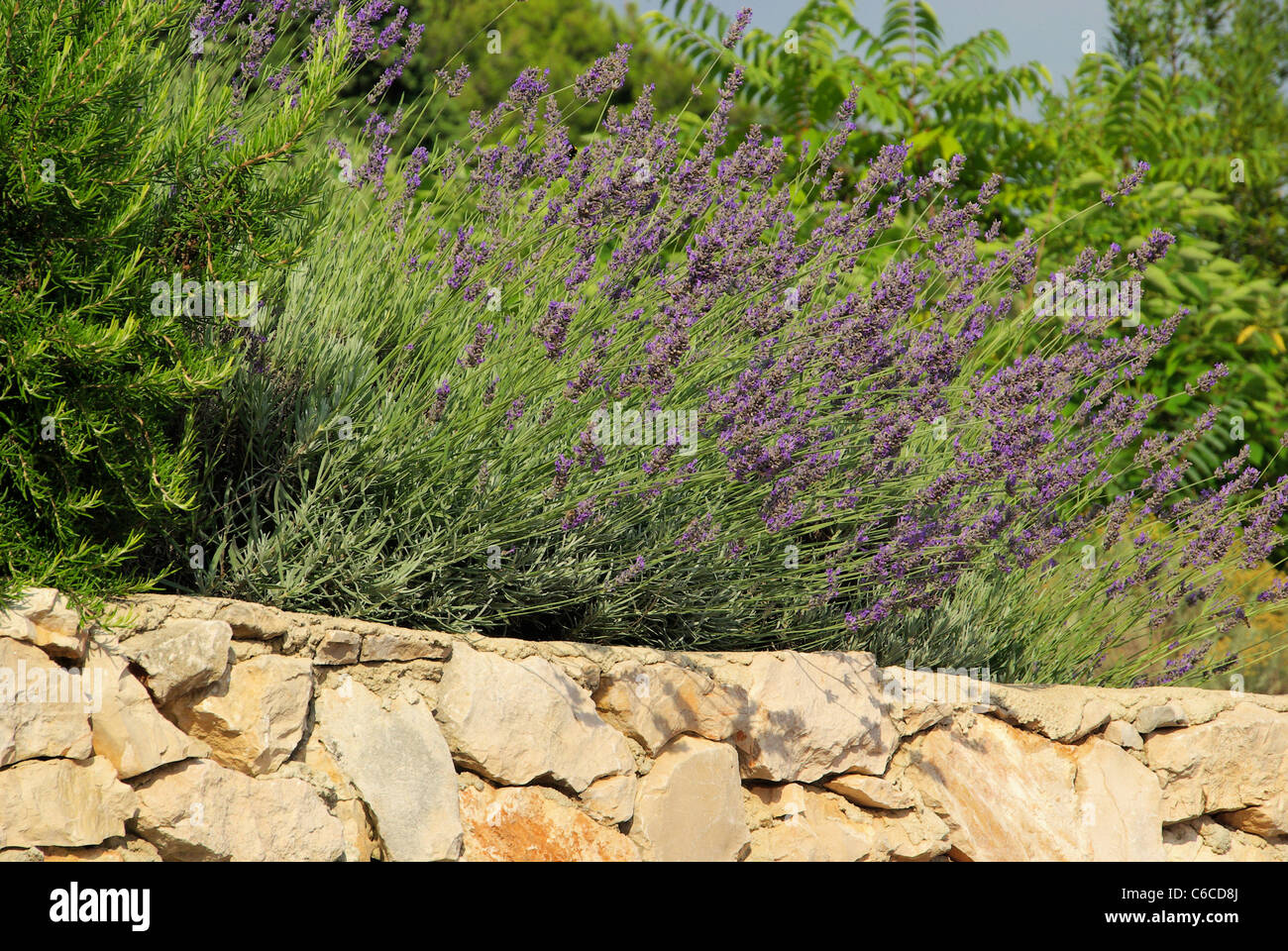 Lavendel Auf Mauer - Lavendel an Wand 02 Stockfoto