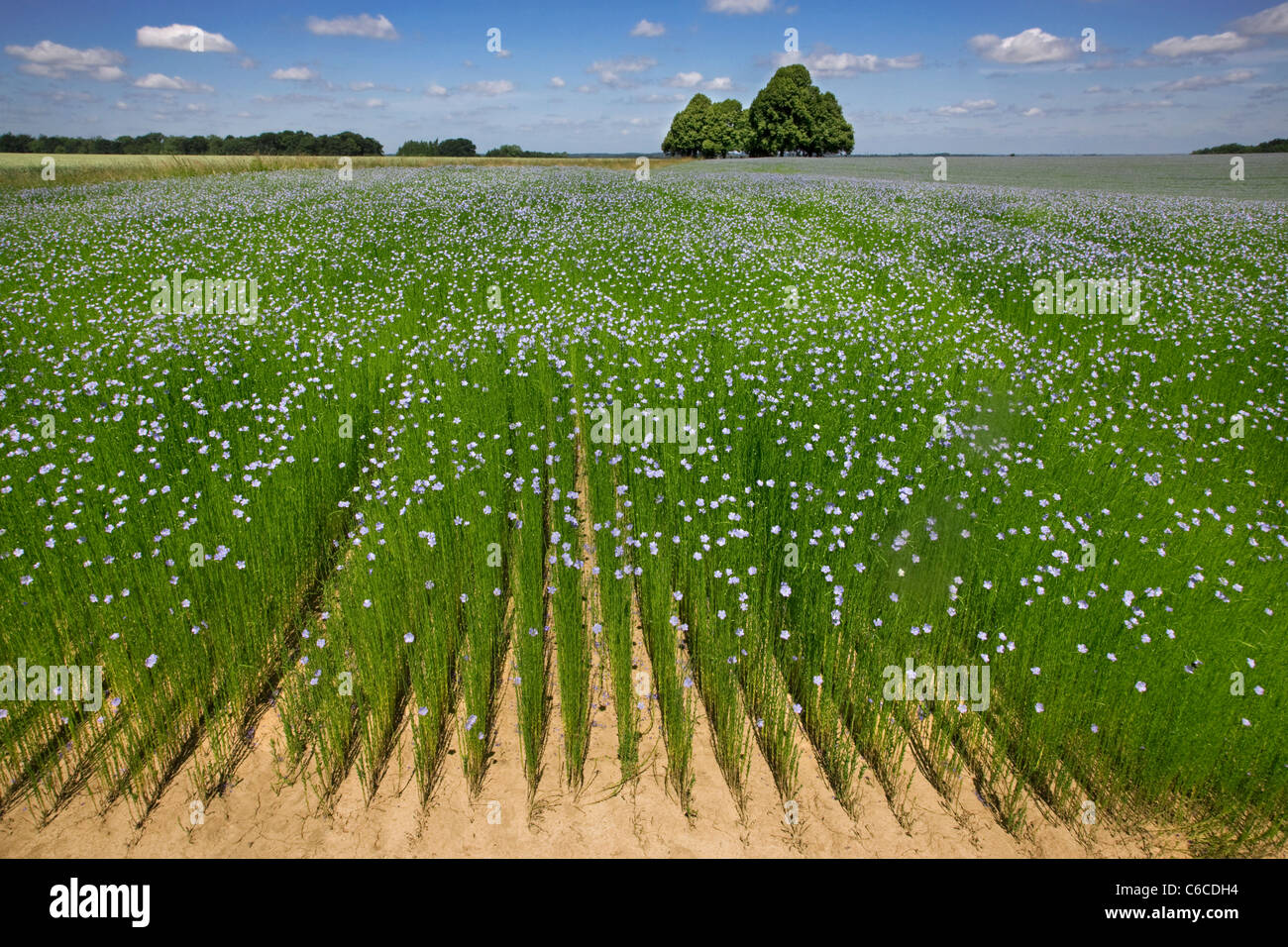 Flachs-Feld (Linum Usitatissimum) in Blüte im Sommer, West-Flandern, Belgien Stockfoto