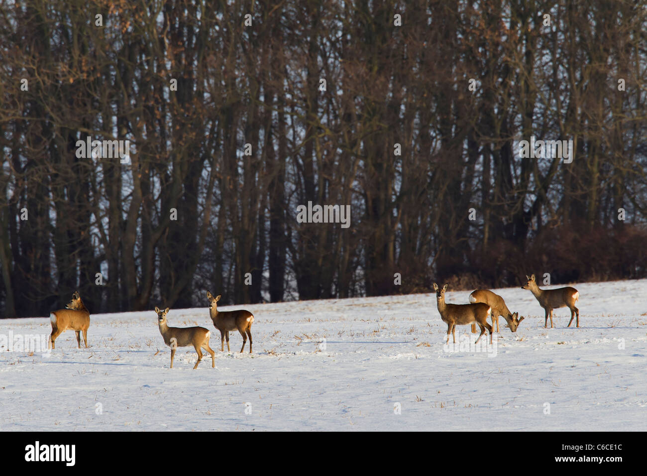 Reh (Capreolus Capreolus) Herde Fütterung im Schnee bedeckt Feld entlang Wald im Winter, Deutschland Stockfoto