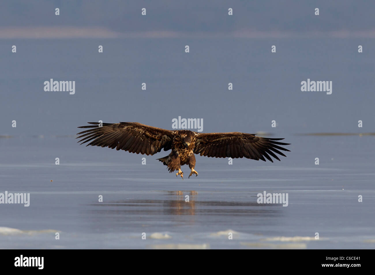 Seeadler / Sea Eagle / Erne (Haliaeetus Horste) Landung auf dem Eis der zugefrorenen See im Winter, Deutschland Stockfoto