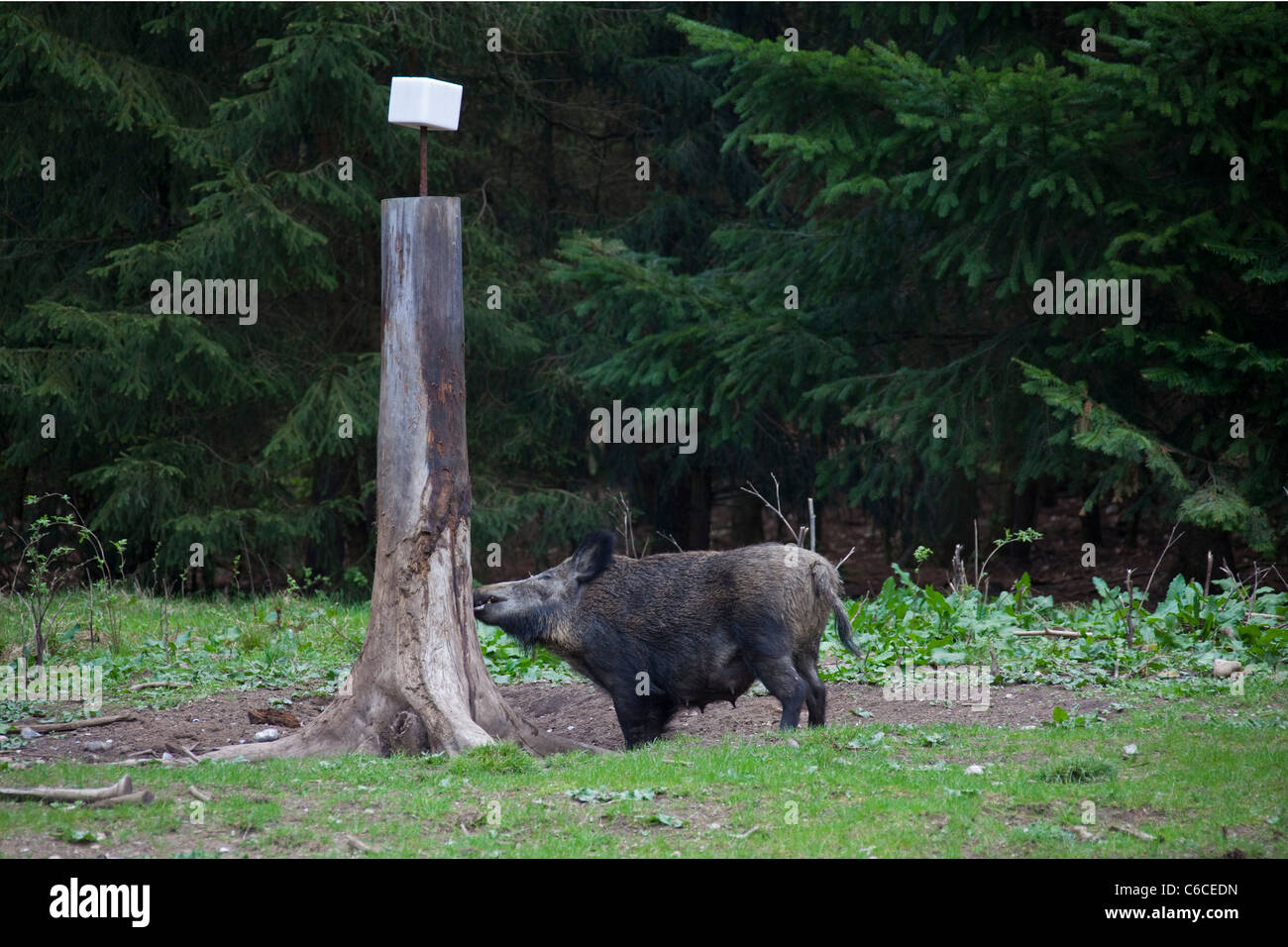 Wildschwein-Sau (Sus Scrofa) im Salt Lick im Wald, Deutschland Stockfoto