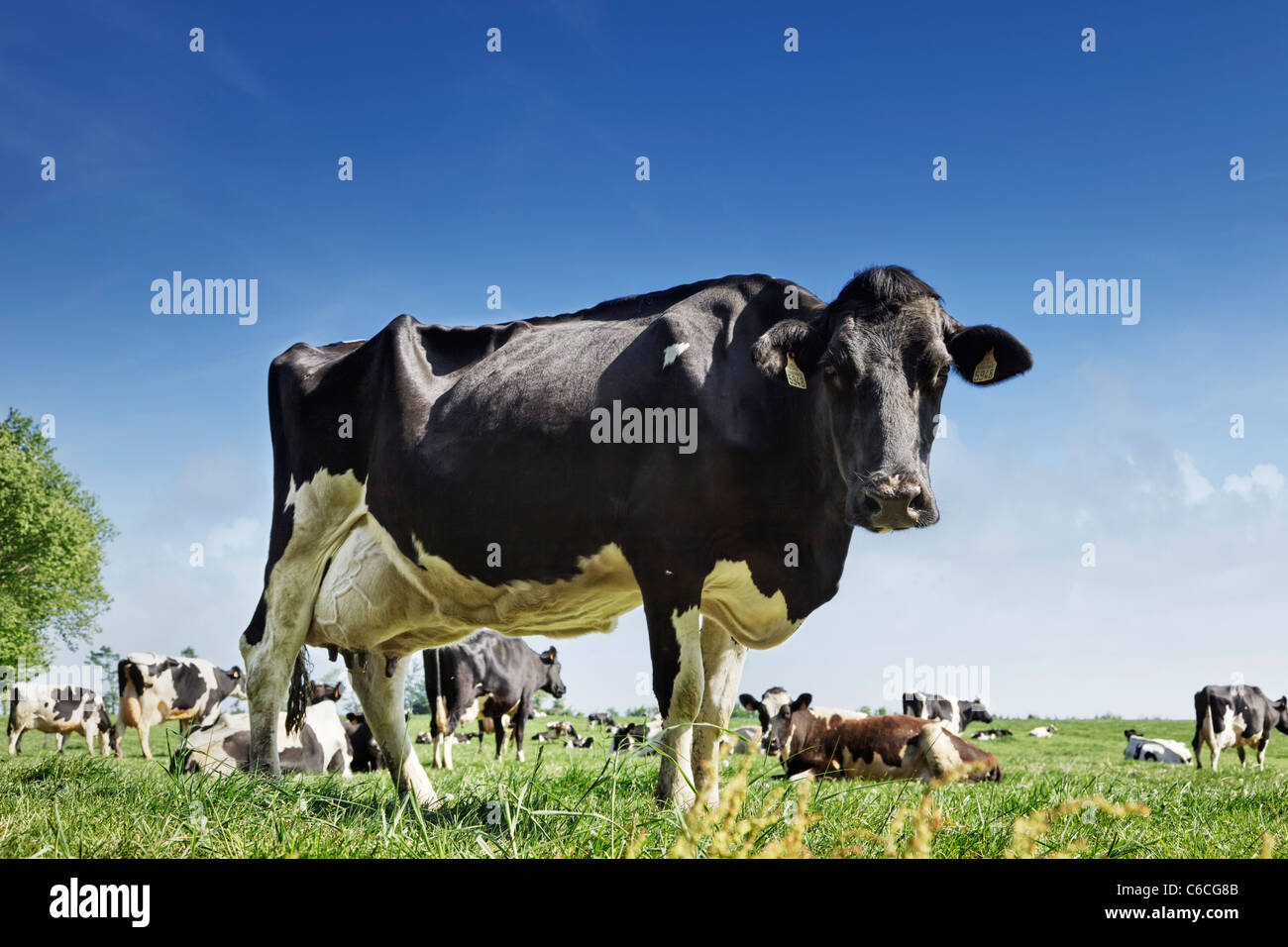 Kühe - Holstein Milchkuh in einem Feld Stockfoto