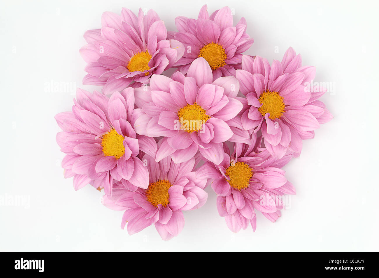 Bouquet von rosa Blüten der Zinnie in weiß mit Wassertropfen auf Blütenblätter Stockfoto