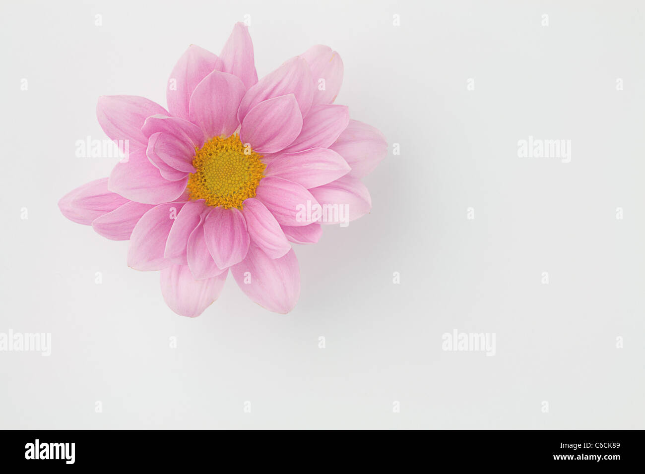 Rosa Blume Zinnie Asteraceae über weißen in der oberen linken Ecke des Bildes Stockfoto
