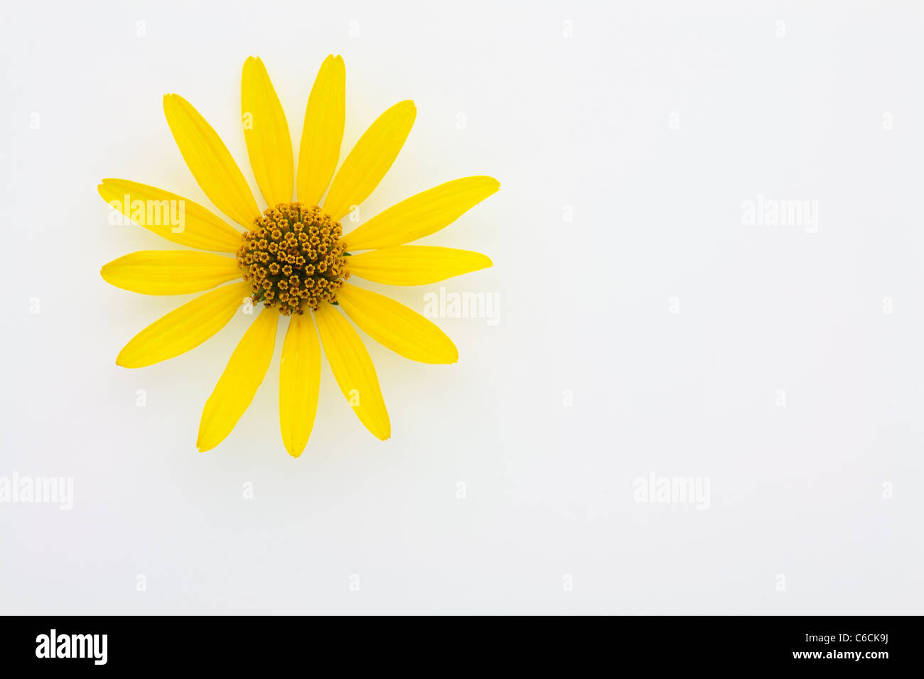 Gelbe Blume der Asteraceae über weißen in der oberen linken Ecke des Bildes Stockfoto