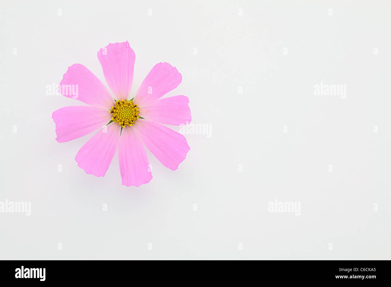 Rosa Blume der Asteraceae über weißen in der oberen linken Ecke des Bildes Stockfoto