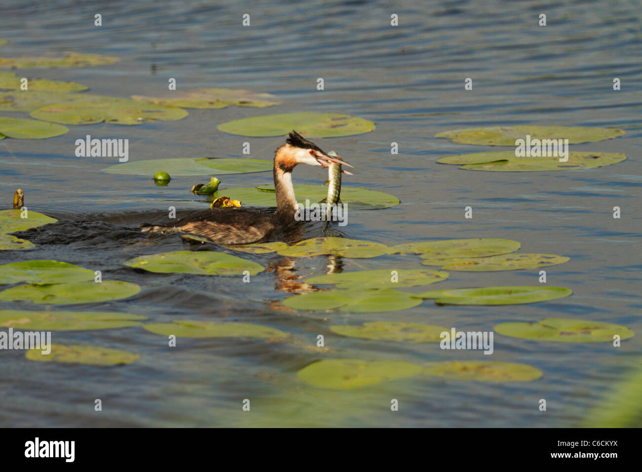 Erwachsenen große crested Grebe mit Fisch. Stockfoto