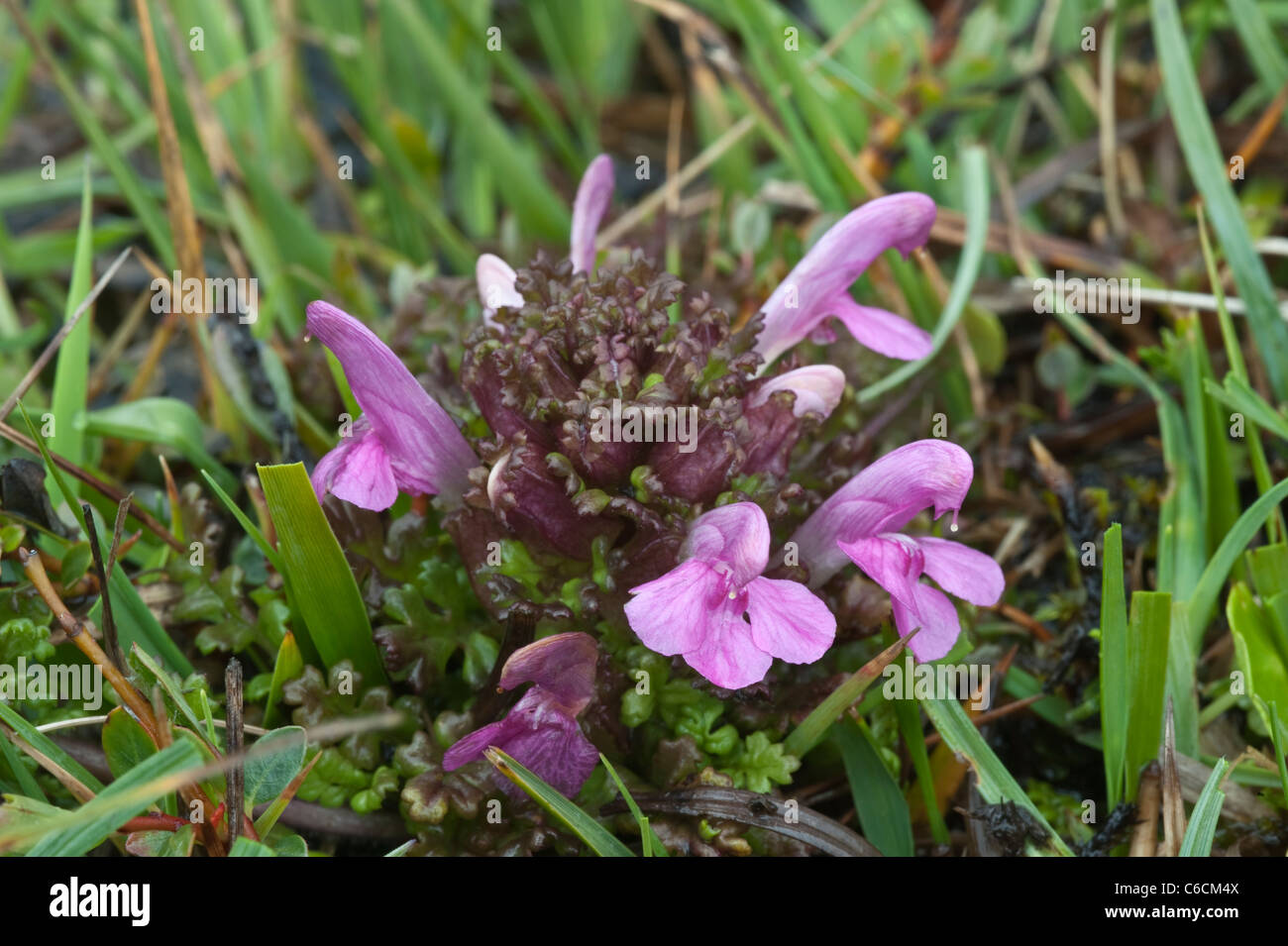 Louseworts (Pedicularis Vulgaris) semi-parasitäre Pflanzen Blumen Fair Isle Shetland subarktischen Inseln Schottland Großbritannien Europa Juni Stockfoto