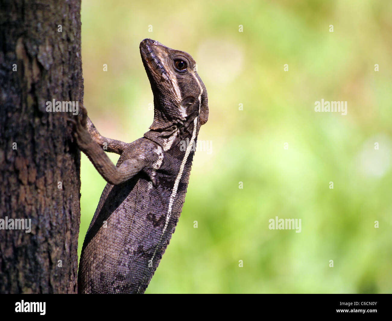 Nahaufnahme der gemeinsame Basilisk Eidechse Stockfoto