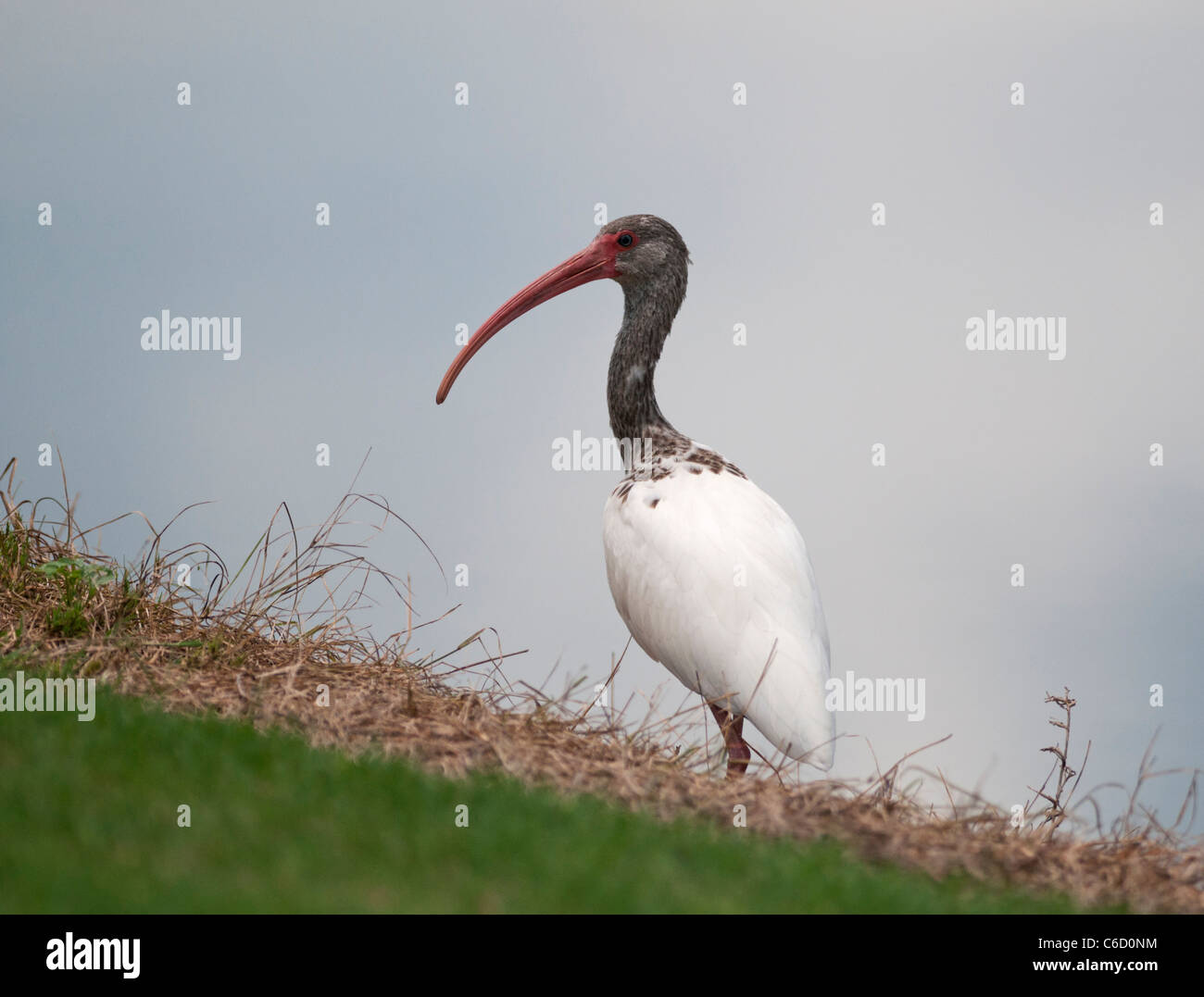 Juvenile Ibis an den Ufern des Haines Creek in Lake County Leesburg, Florida USA Stockfoto