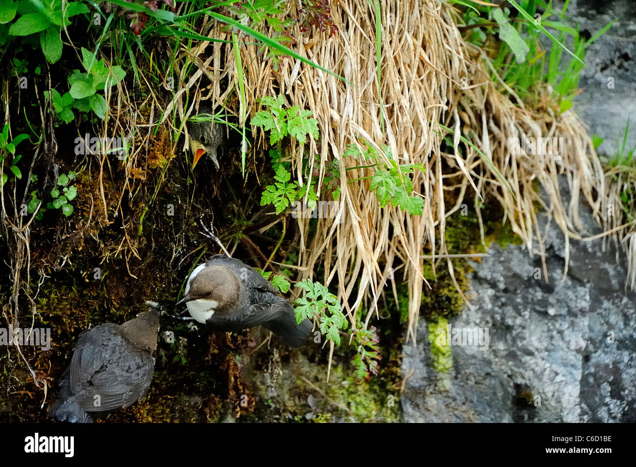 Weißer-throated Schöpflöffel (wissenschaftlicher Name: Cinclus Cinclus) in Beaufortain Region, Französische Alpen, Savoie, Europa Stockfoto