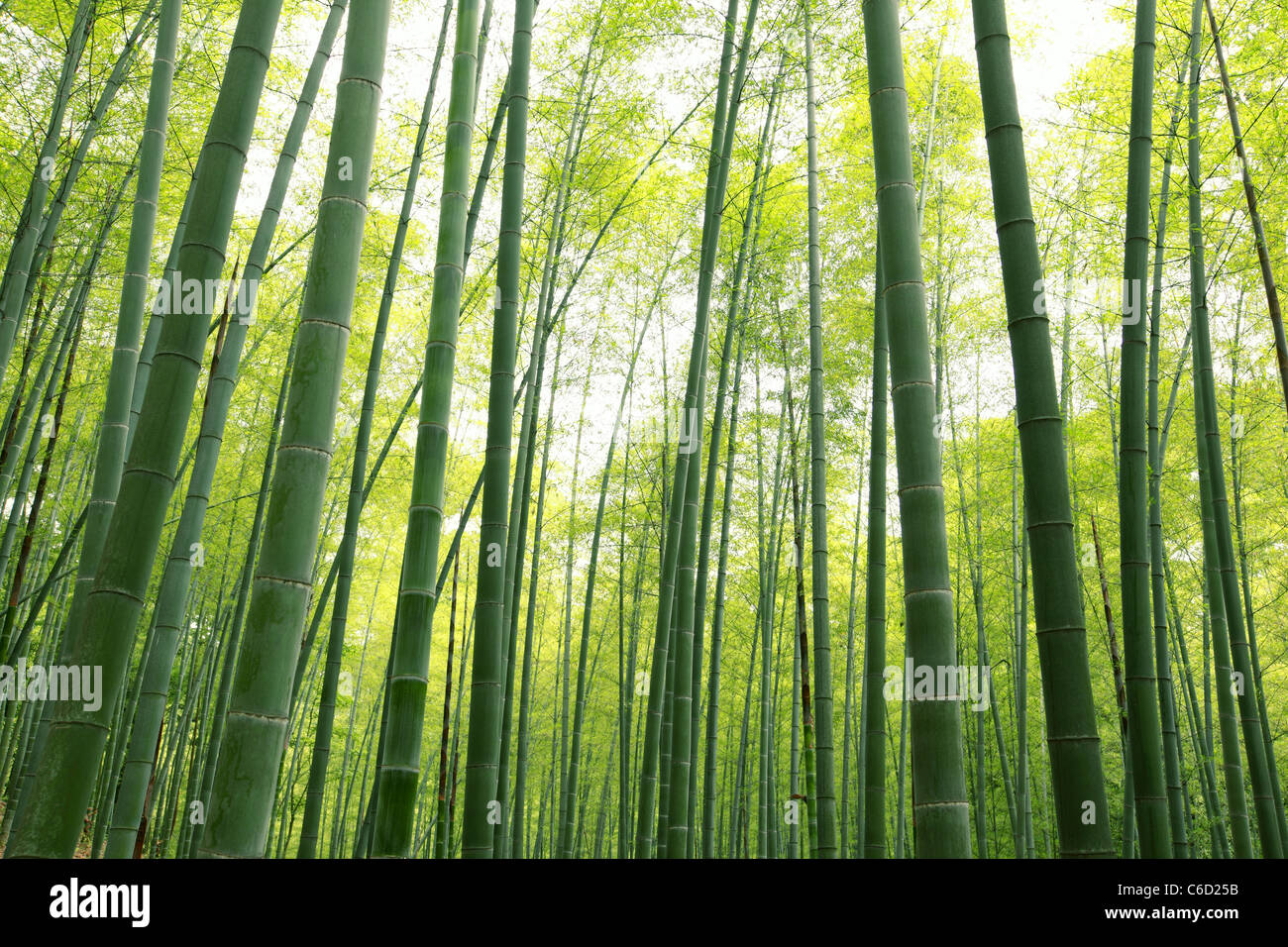 Bambuswald, natürlichen grünen Hintergrund. Stockfoto