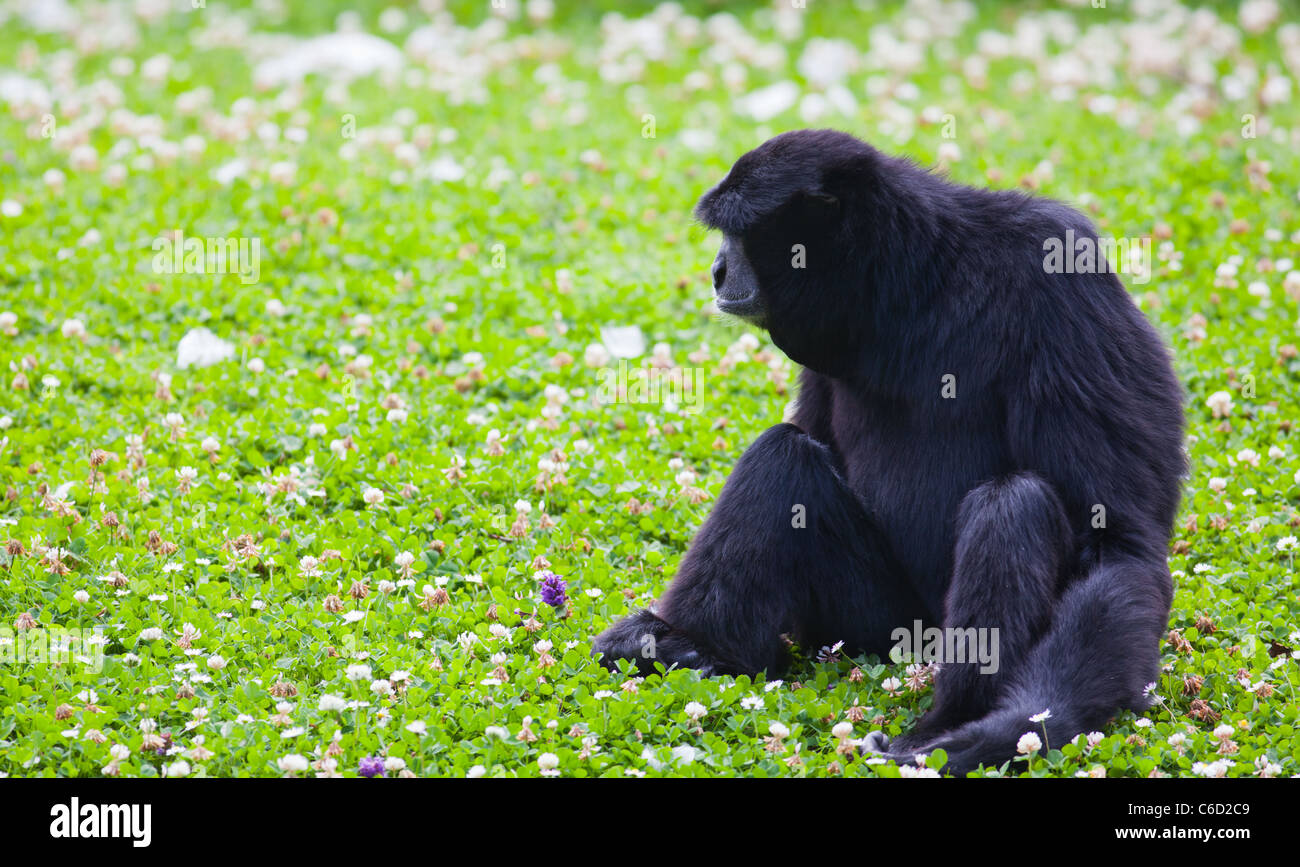 Siamang Gibbon sitzen auf dem Rasen im Dublin Zoo. Stockfoto