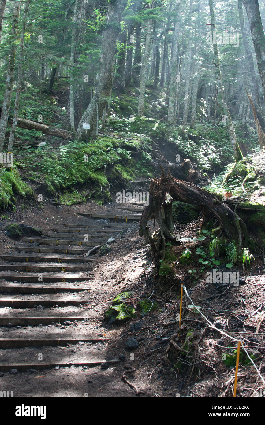Treppe zur Natur Stockfoto
