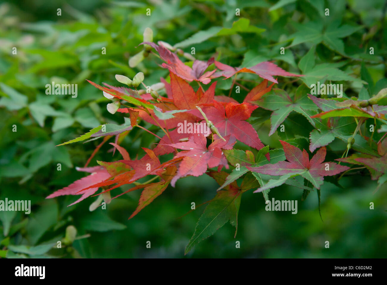 Die Blätter werden im Herbst rot, umgeben von tiefgrünen Blättern. Stockfoto