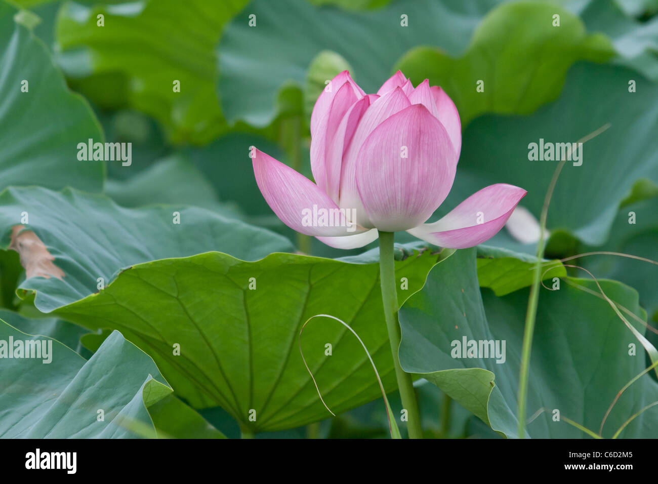 Lotus-Blüte Stockfoto