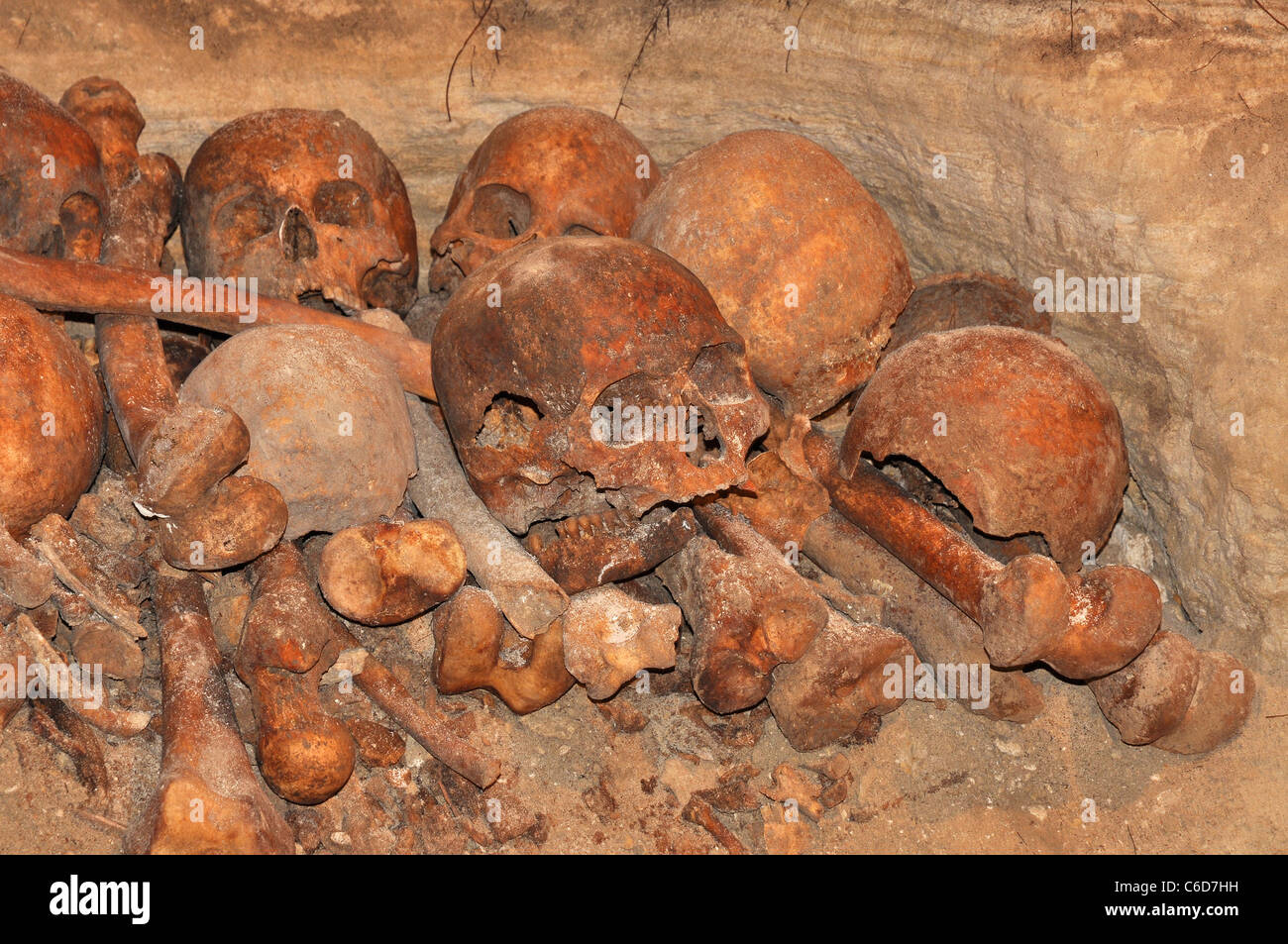Gruppe von Schädeln und Knochen von einem unbekannten Skelett Stockfoto