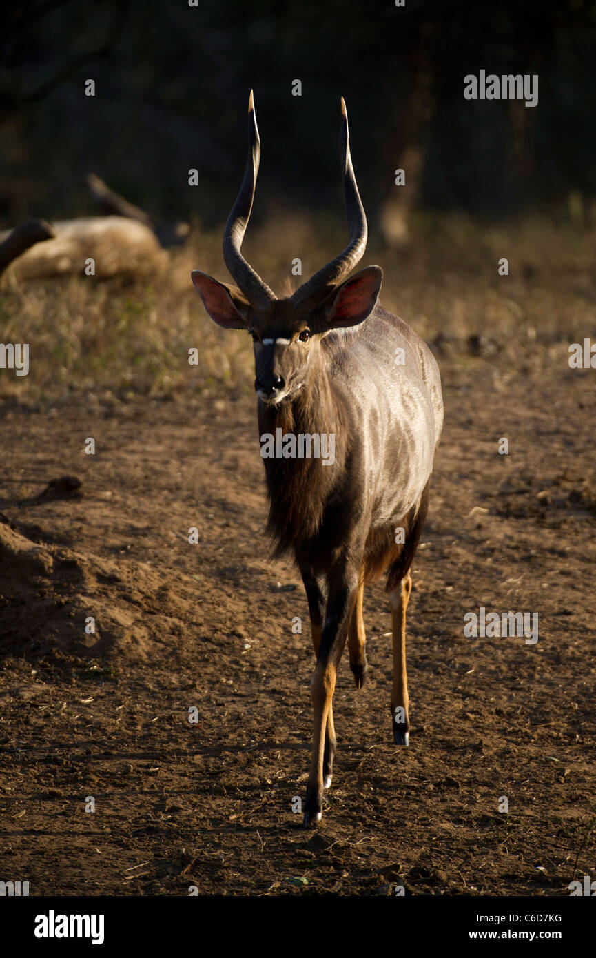 Bull Nyala (Tragelaphus Angasi), Mkhuze Wildreservat, iSimangaliso Wetland Park, Südafrika Stockfoto