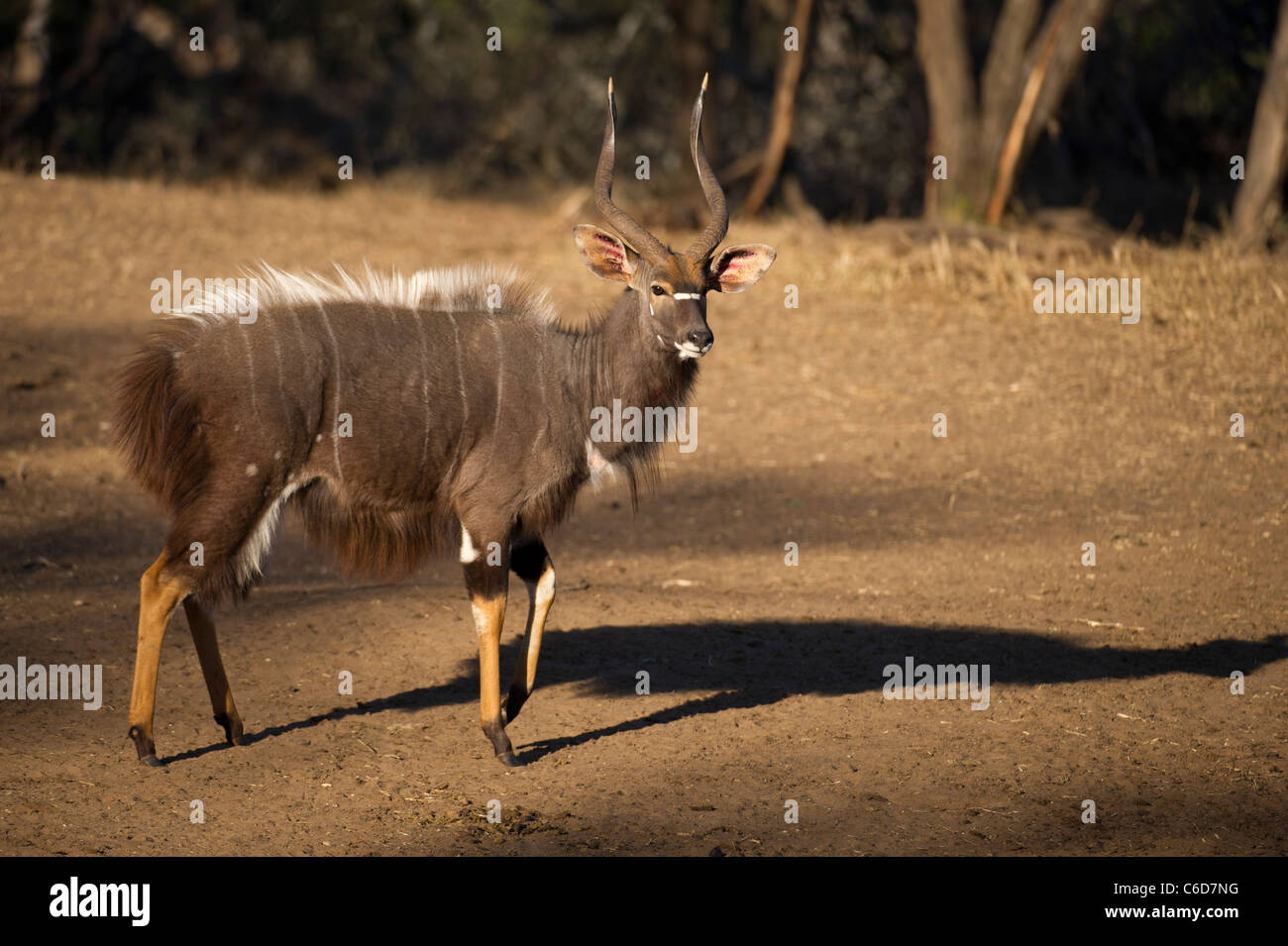 Bull Nyala (Tragelaphus Angasi), Mkhuze Wildreservat, iSimangaliso Wetland Park, Südafrika Stockfoto