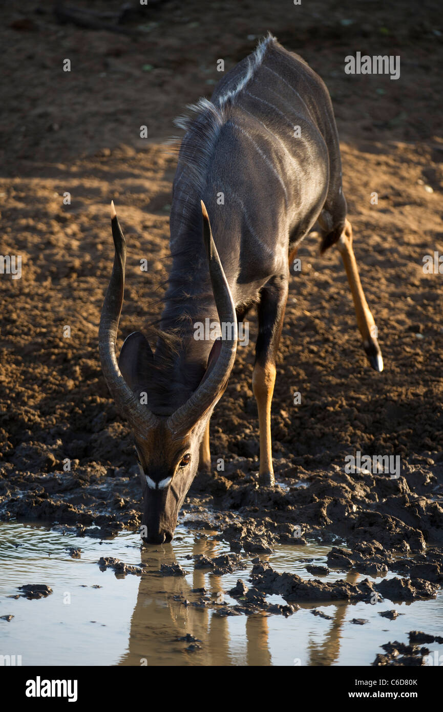 Nyala Bull trinken (Tragelaphus Angasi), Mkhuze Wildreservat, iSimangaliso Wetland Park, Südafrika Stockfoto