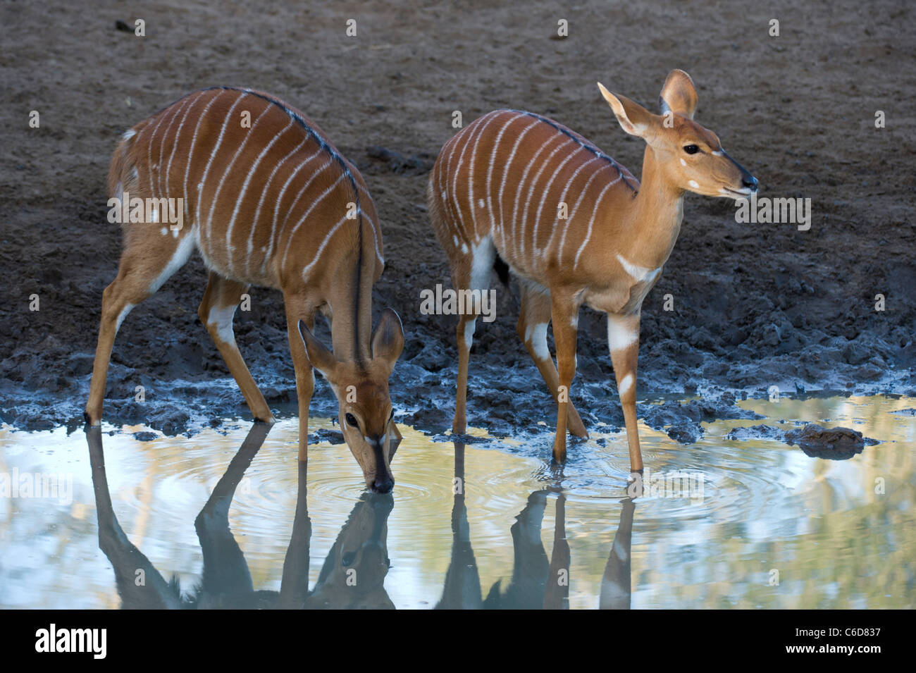 Nyala Mutterschafe trinken (Tragelaphus Angasi), Mkhuze Wildreservat, iSimangaliso Wetland Park, Südafrika Stockfoto