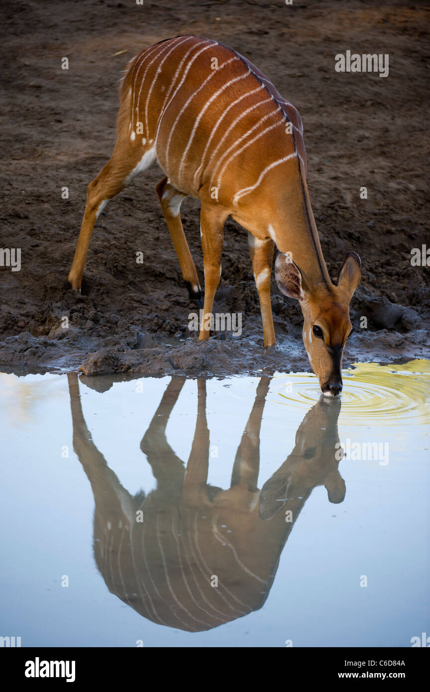 Nyala Ewe trinken (Tragelaphus Angasi), Mkhuze Wildreservat, iSimangaliso Wetland Park, Südafrika Stockfoto