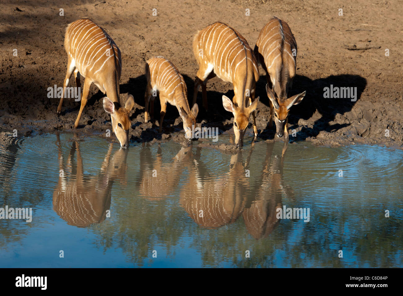 Nyala trinken (Tragelaphus Angasi), Mkhuze Wildreservat, iSimangaliso Wetland Park, Südafrika Stockfoto