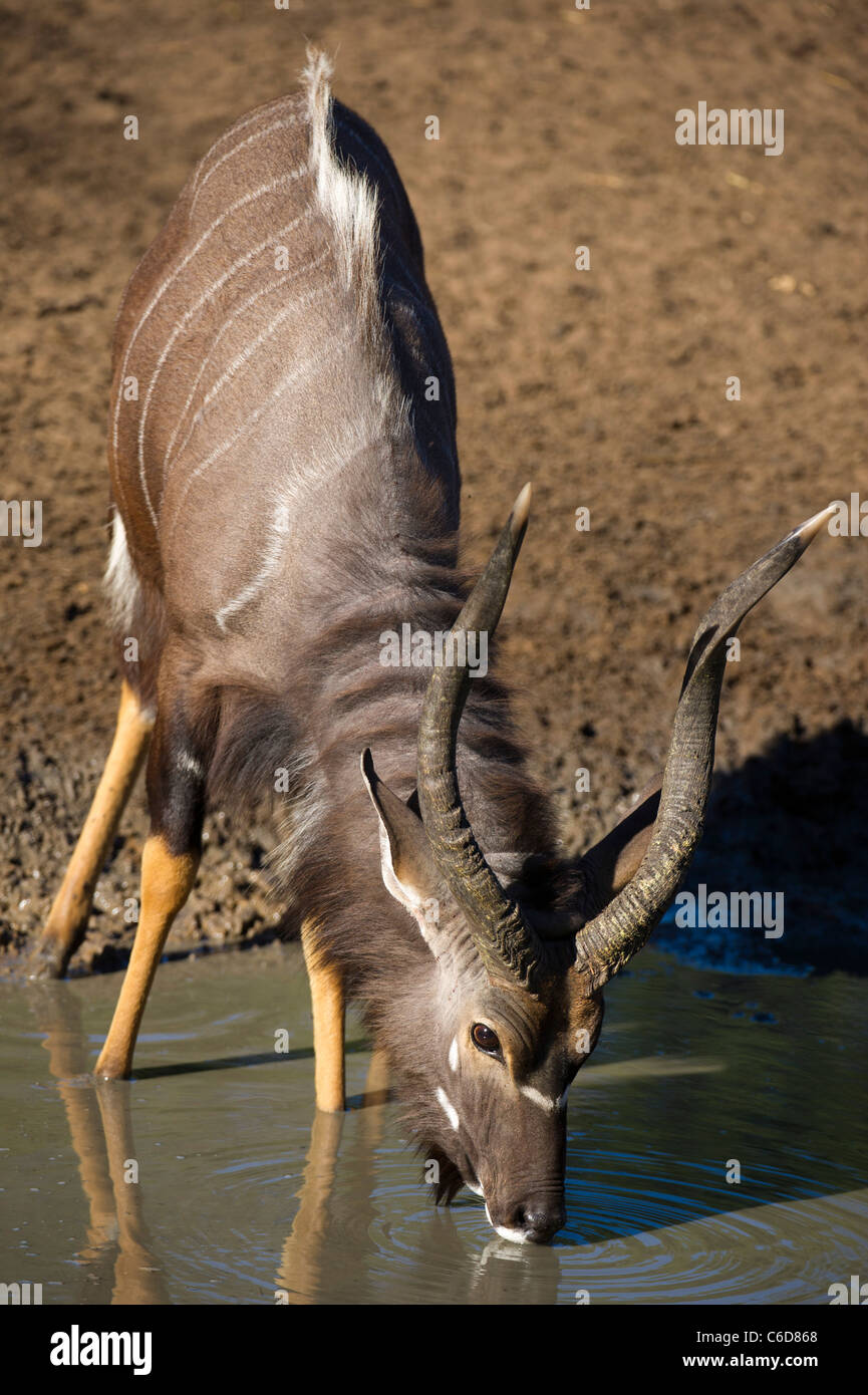 Nyala Bull trinken (Tragelaphus Angasi), Mkhuze Wildreservat, iSimangaliso Wetland Park, Südafrika Stockfoto