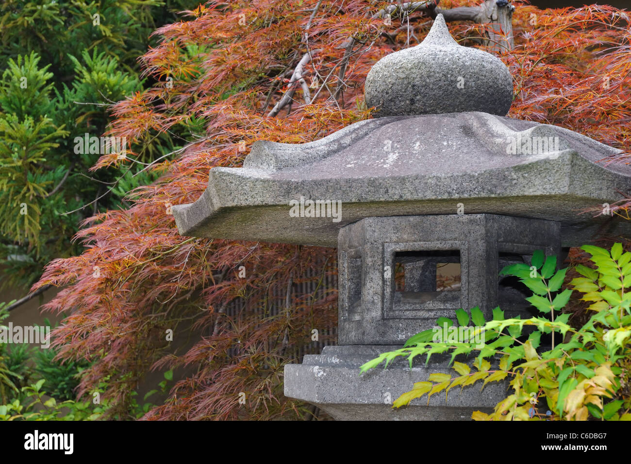 detailliertes Bild der japanischen Steinlaterne im Zen-Garten mit Roter Ahornbaum auf Schwerpunkt rückwärts - Laterne Stockfoto